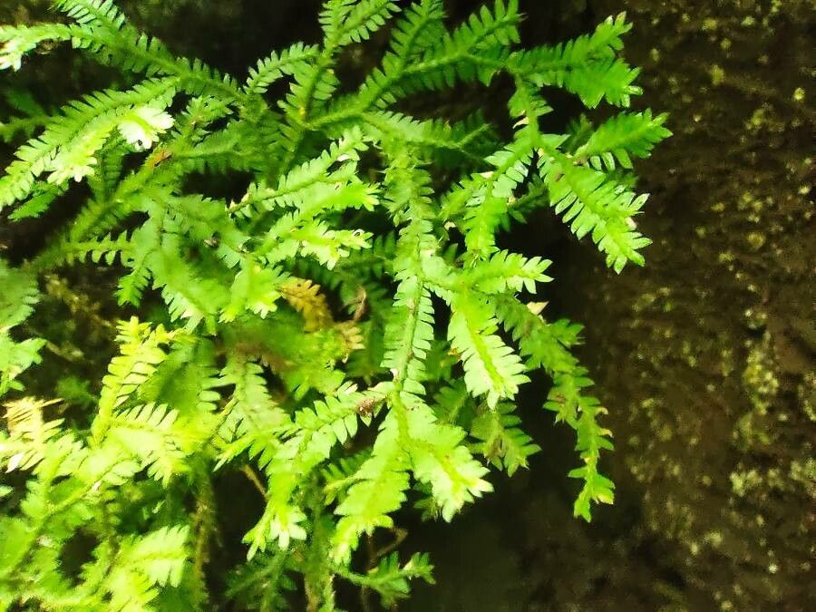 Selaginella tereticaulis — houseplant care guide