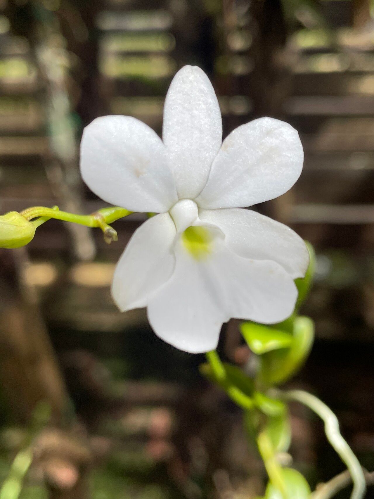 Oeonia volucris flower