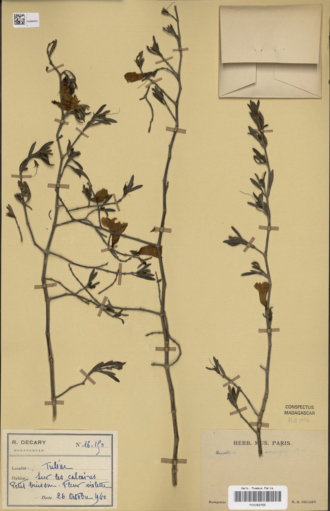 Ruellia saccifera — search result for 'Ruellia'