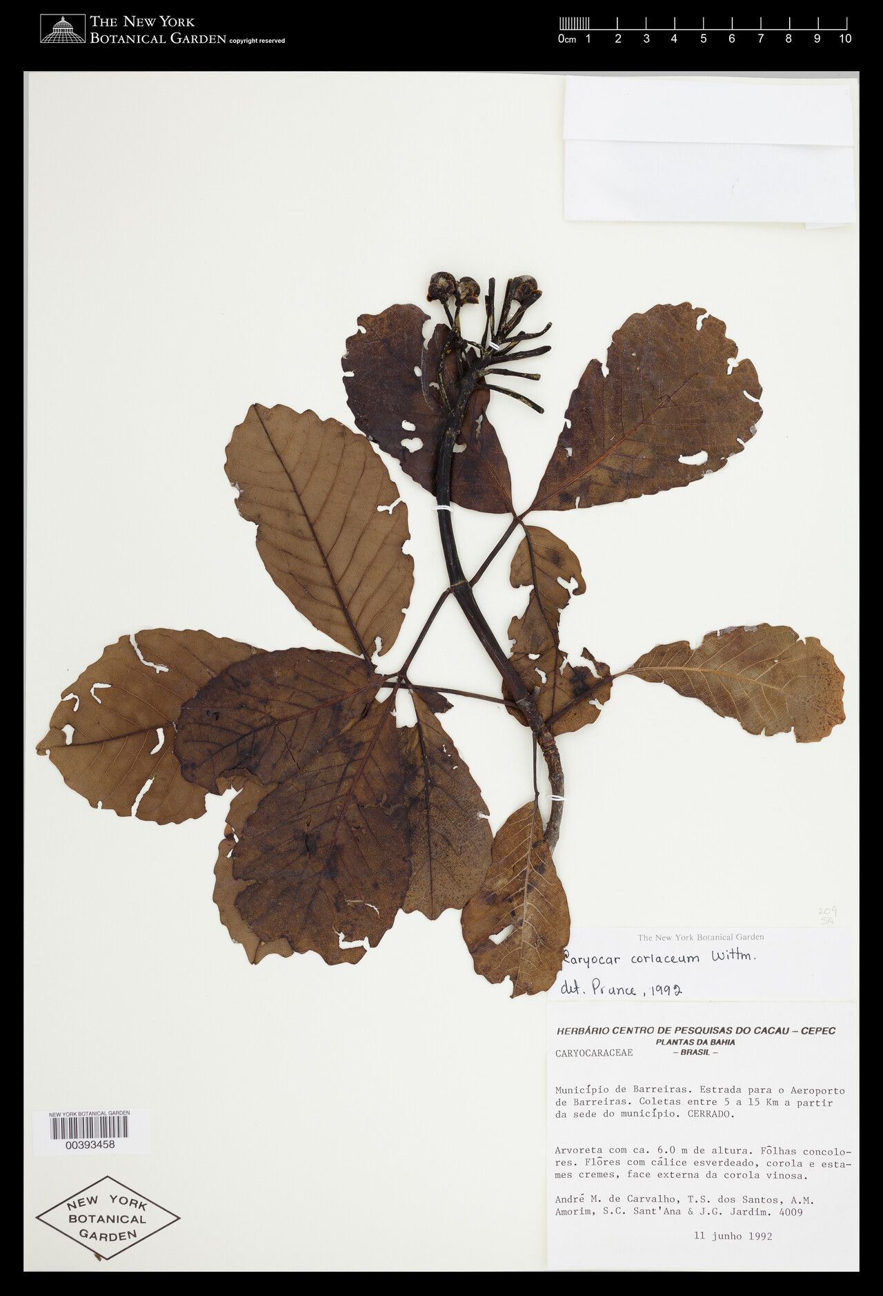 Caryocar coriaceum leaf