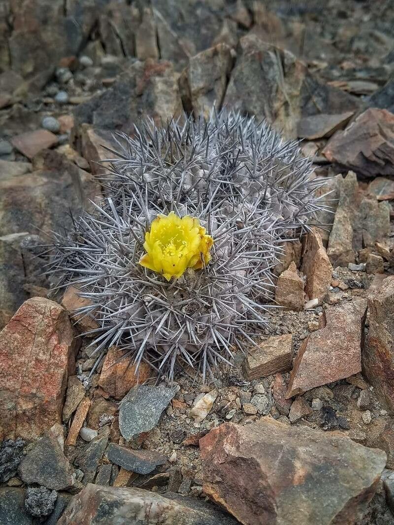 Copiapoa humilis flower