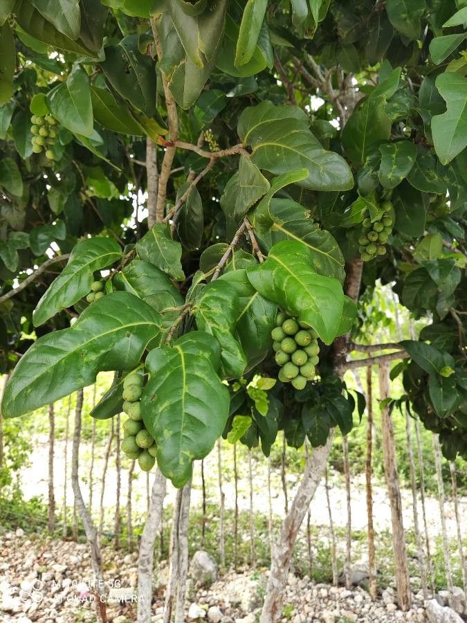 Coccoloba diversifolia fruit