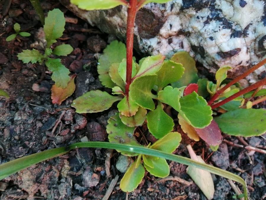 Chiastophyllum oppositifolium — houseplant care guide