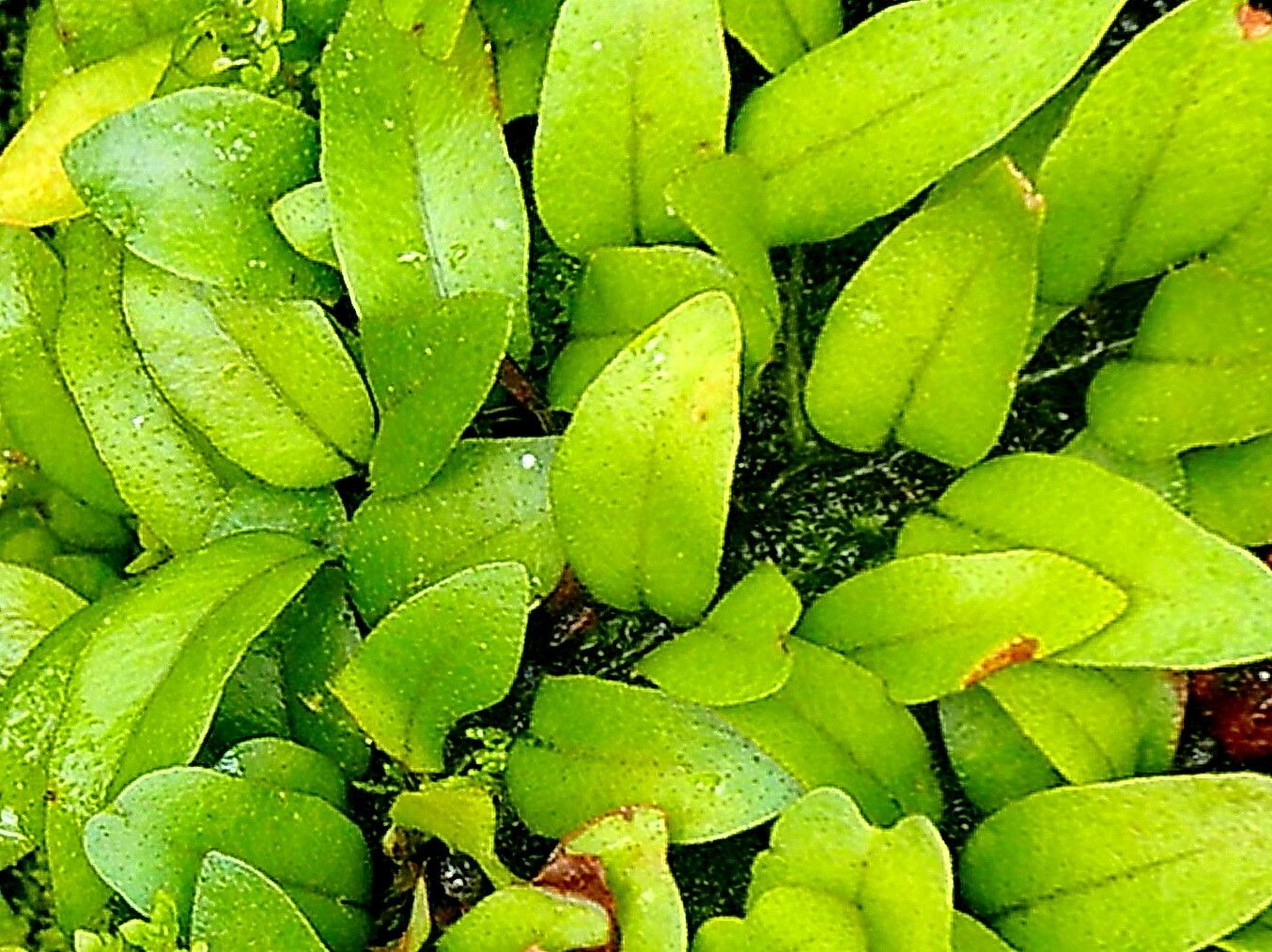 Microgramma reptans — houseplant care guide