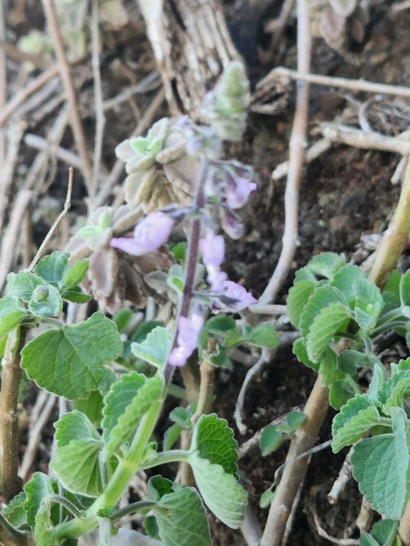 Coleus lactiflorus flower