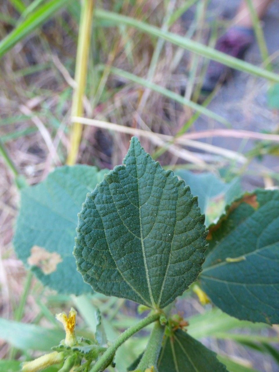 Triumfetta pentandra — houseplant care guide