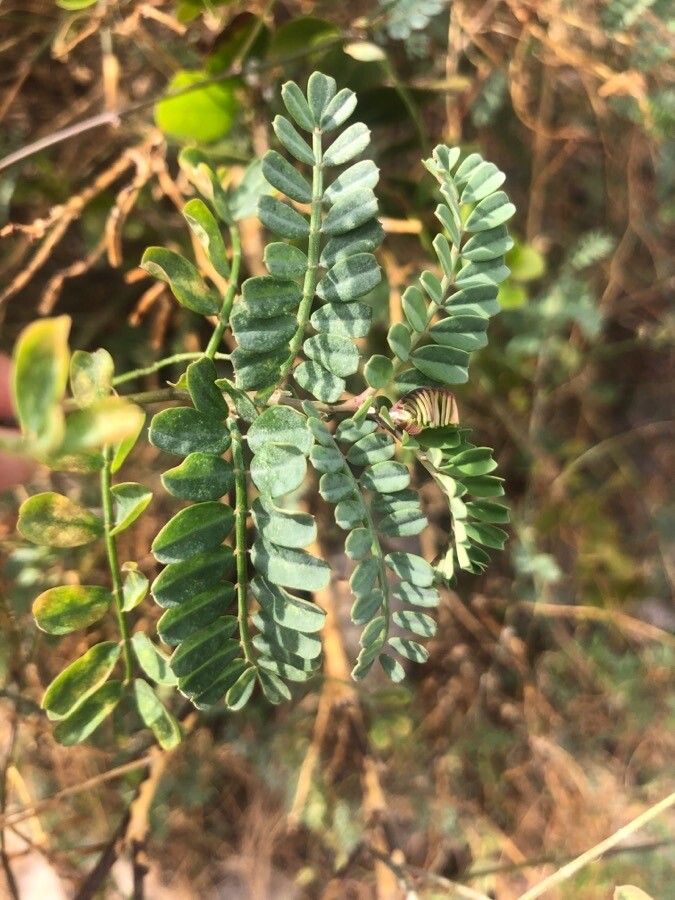 Coronilla viminalis leaf