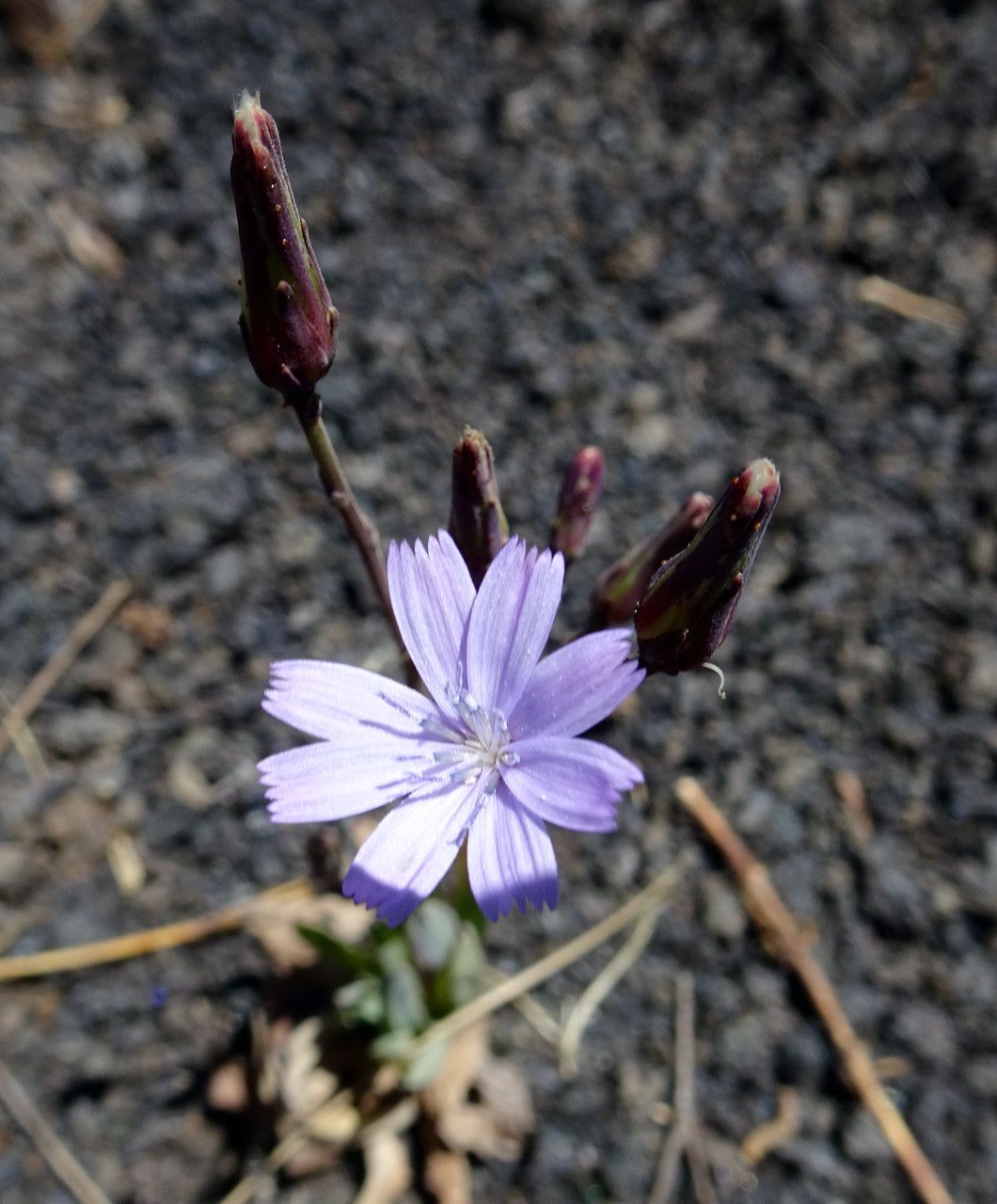 Lactuca inermis flower