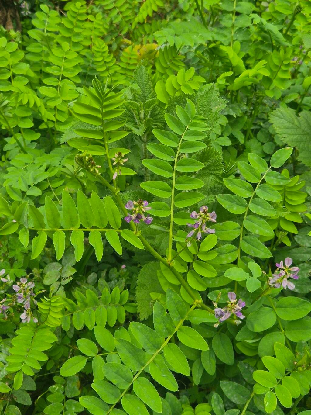 Galega battiscombei leaf