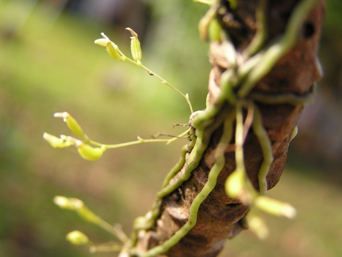 Taeniophyllum muelleri fruit