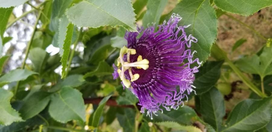Passiflora laurifolia flower