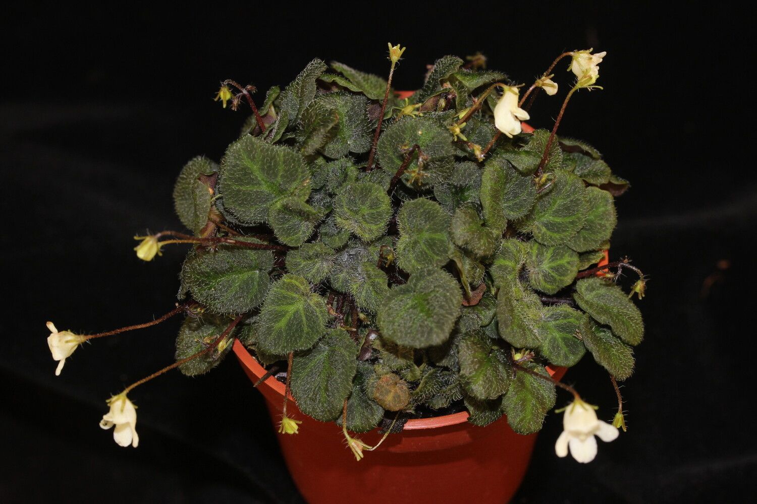 Streptocarpus andohahelensis habit