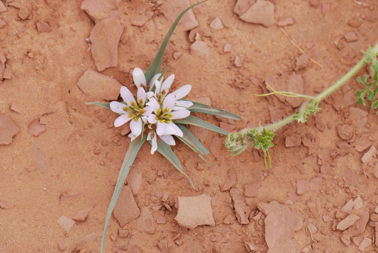 Androcymbium gramineum flower