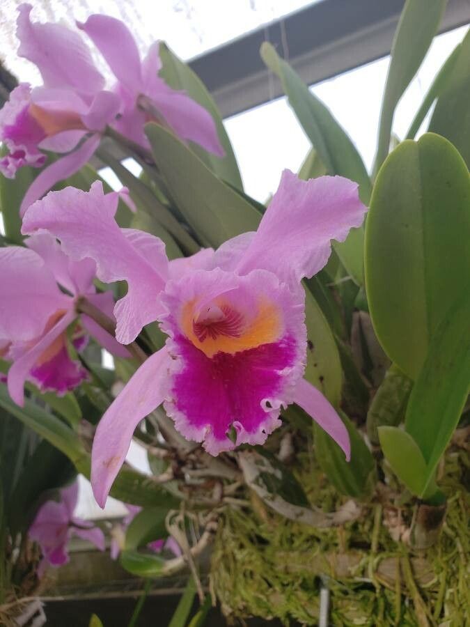 Cattleya warscewiczii flower