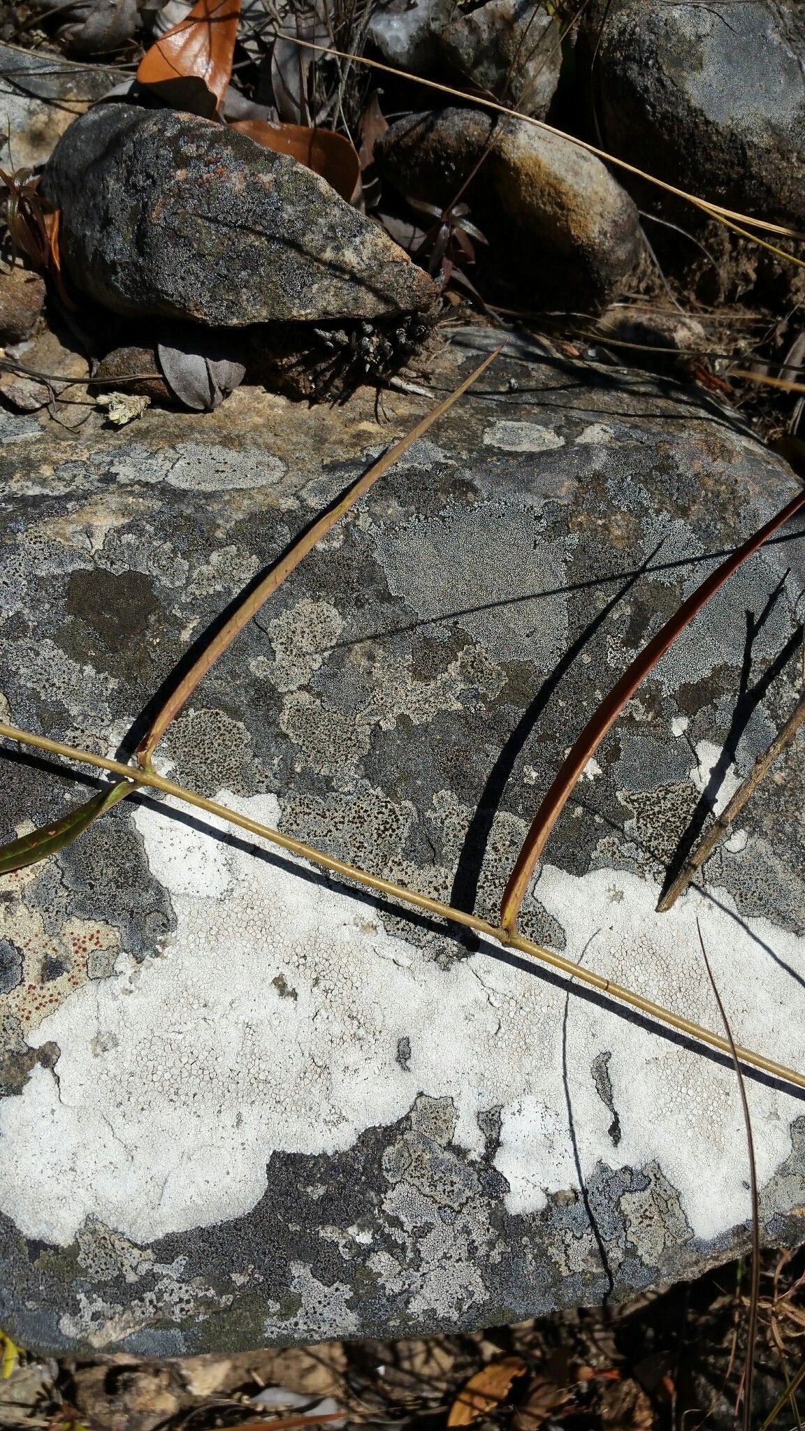 Cynanchum junciforme fruit