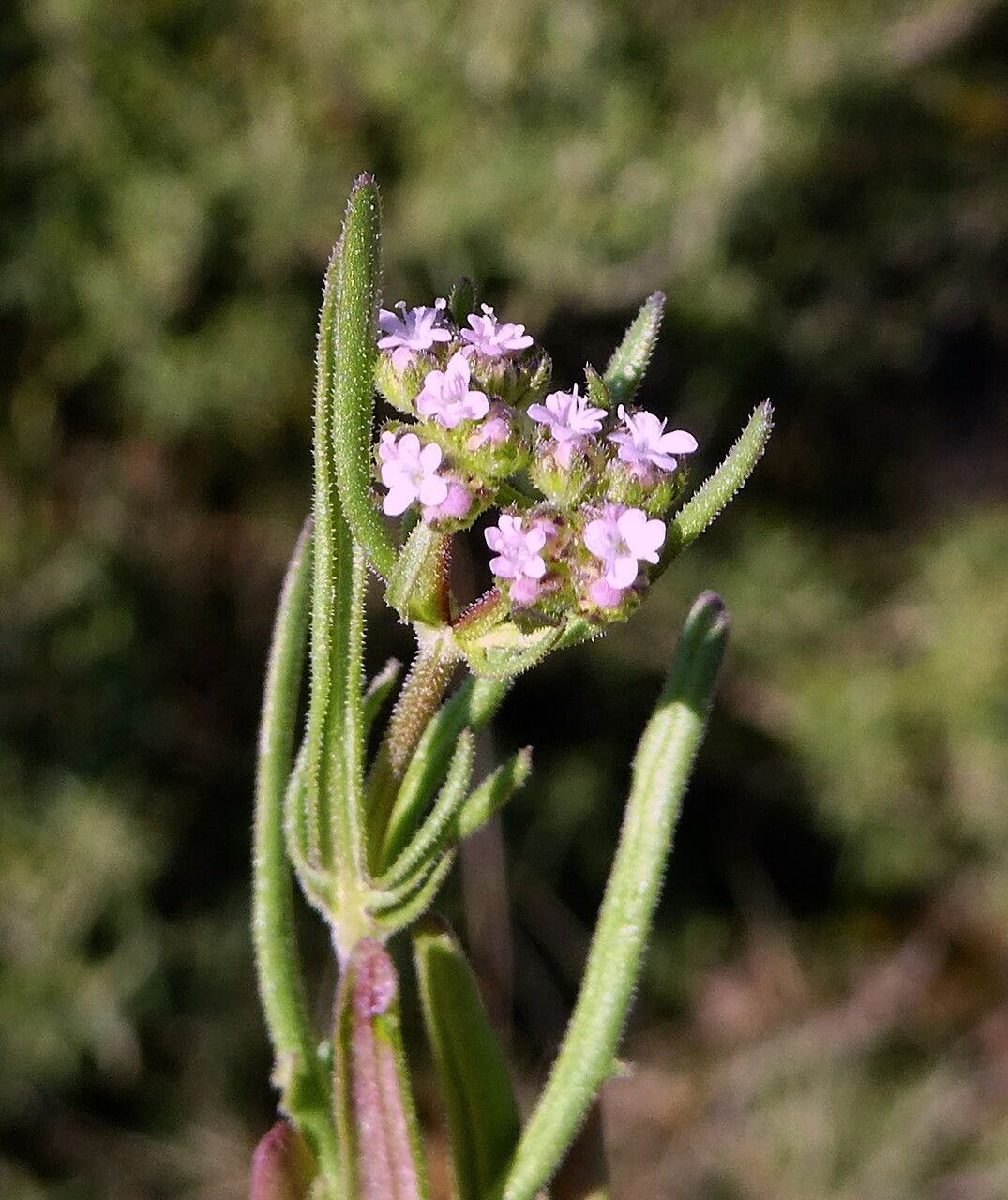 Valerianella eriocarpa flower