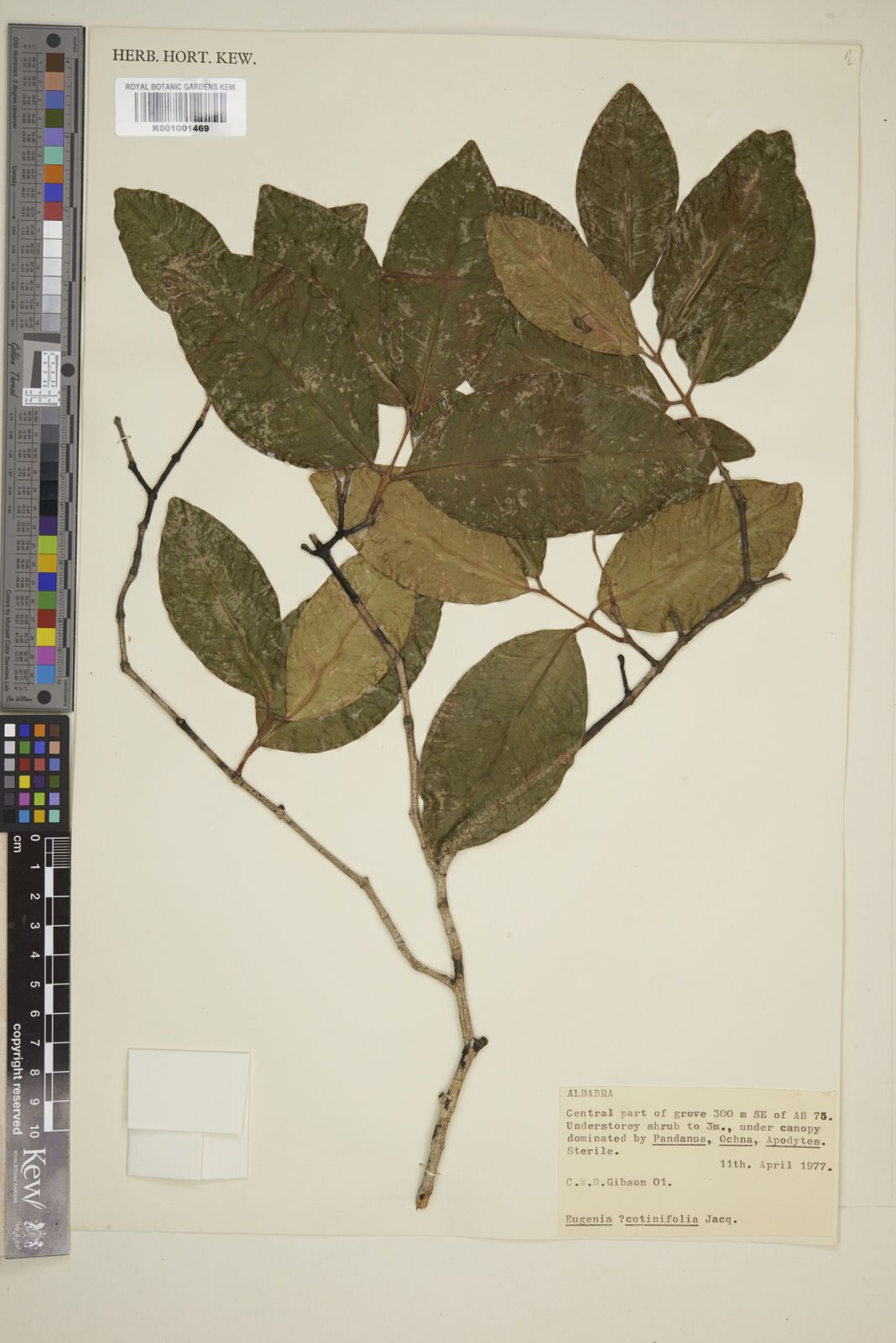 Eugenia levinervis — houseplant care guide