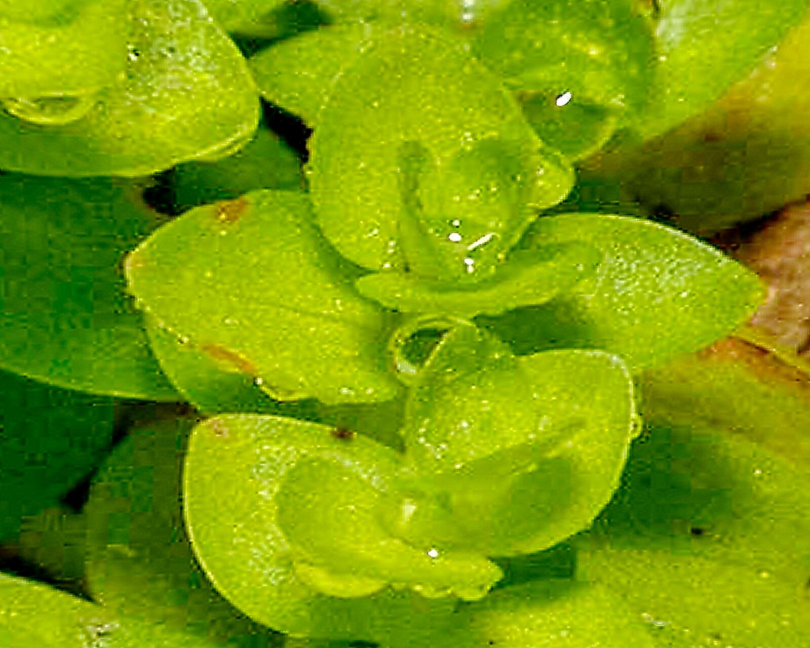 Bacopa innominata — houseplant care guide