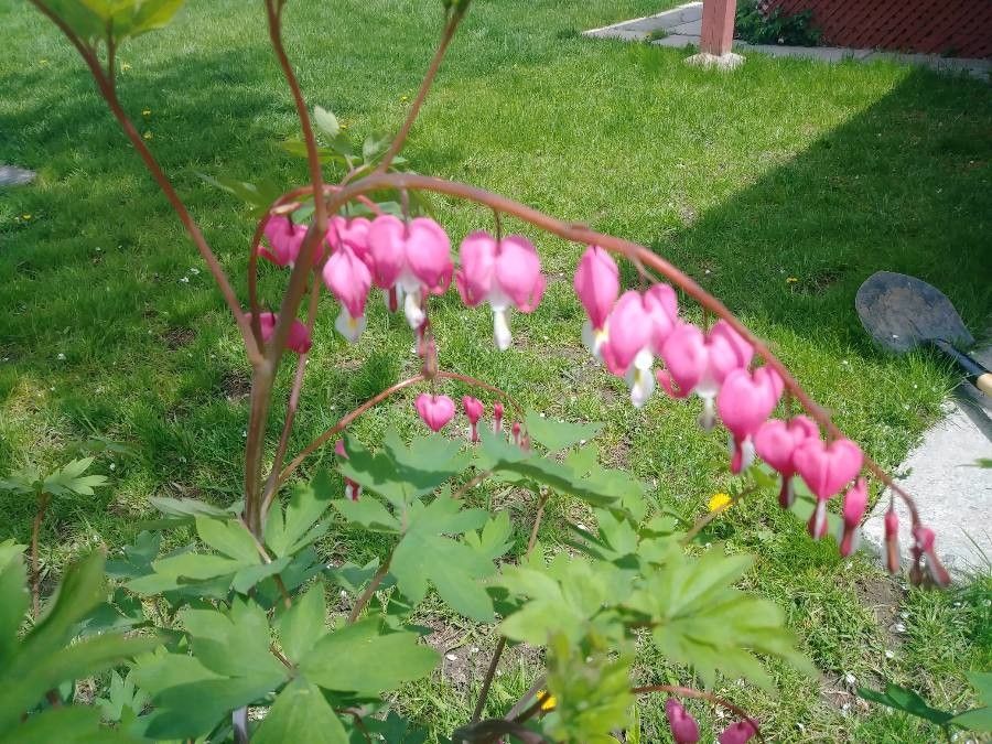 Dicentra spectabilis fruit