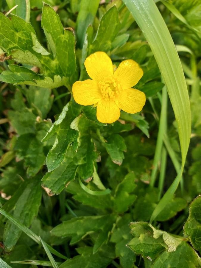 Ranunculus orthorhynchus flower