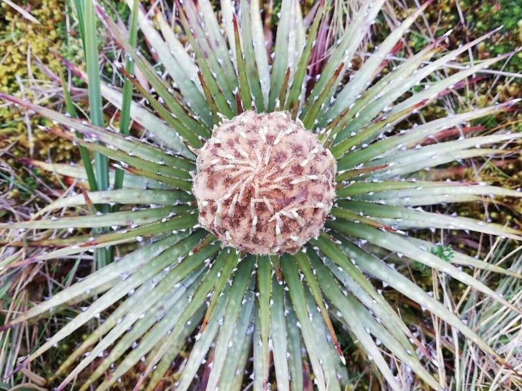 Puya chilensis flower