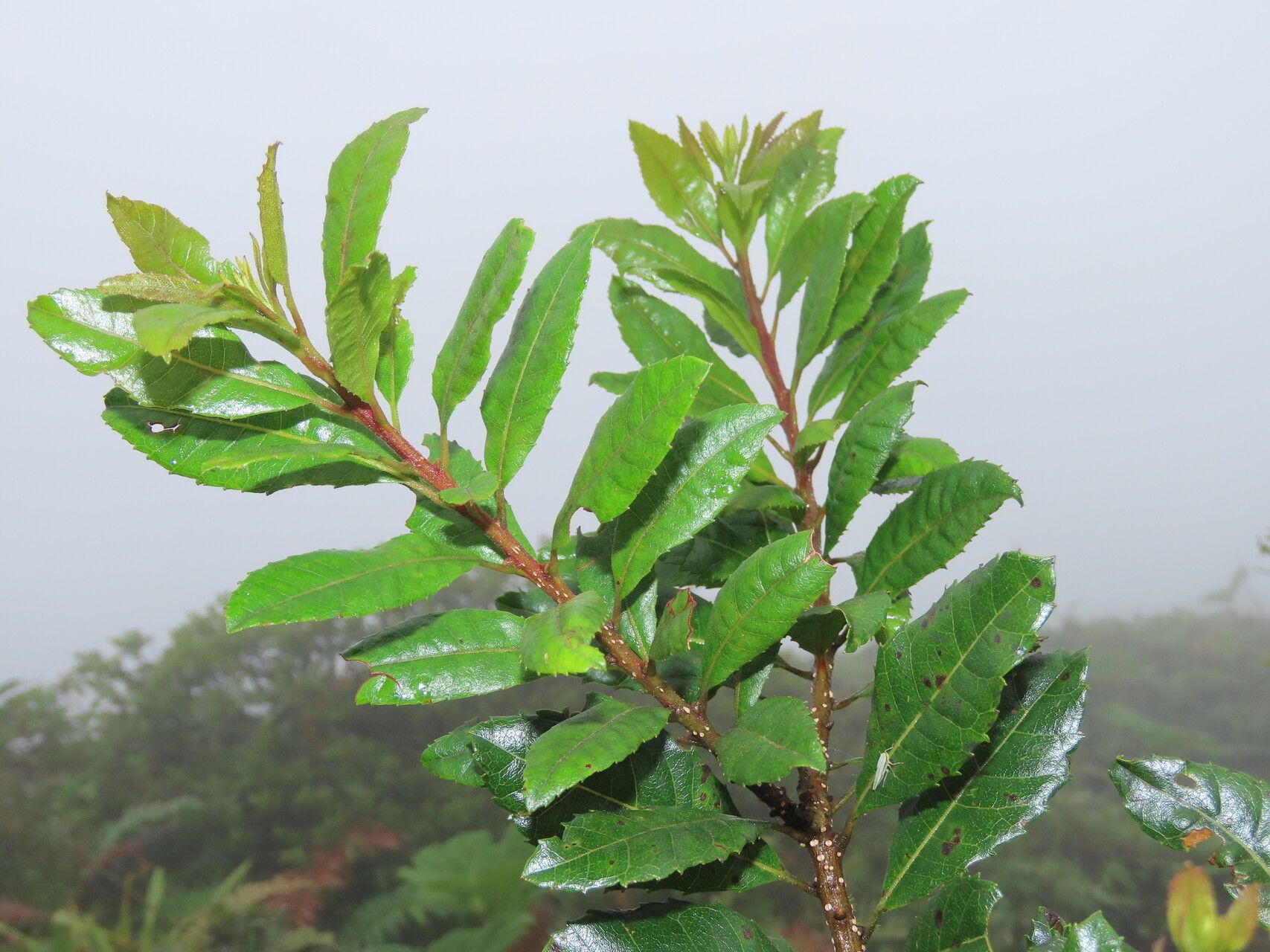 Morella pubescens leaf