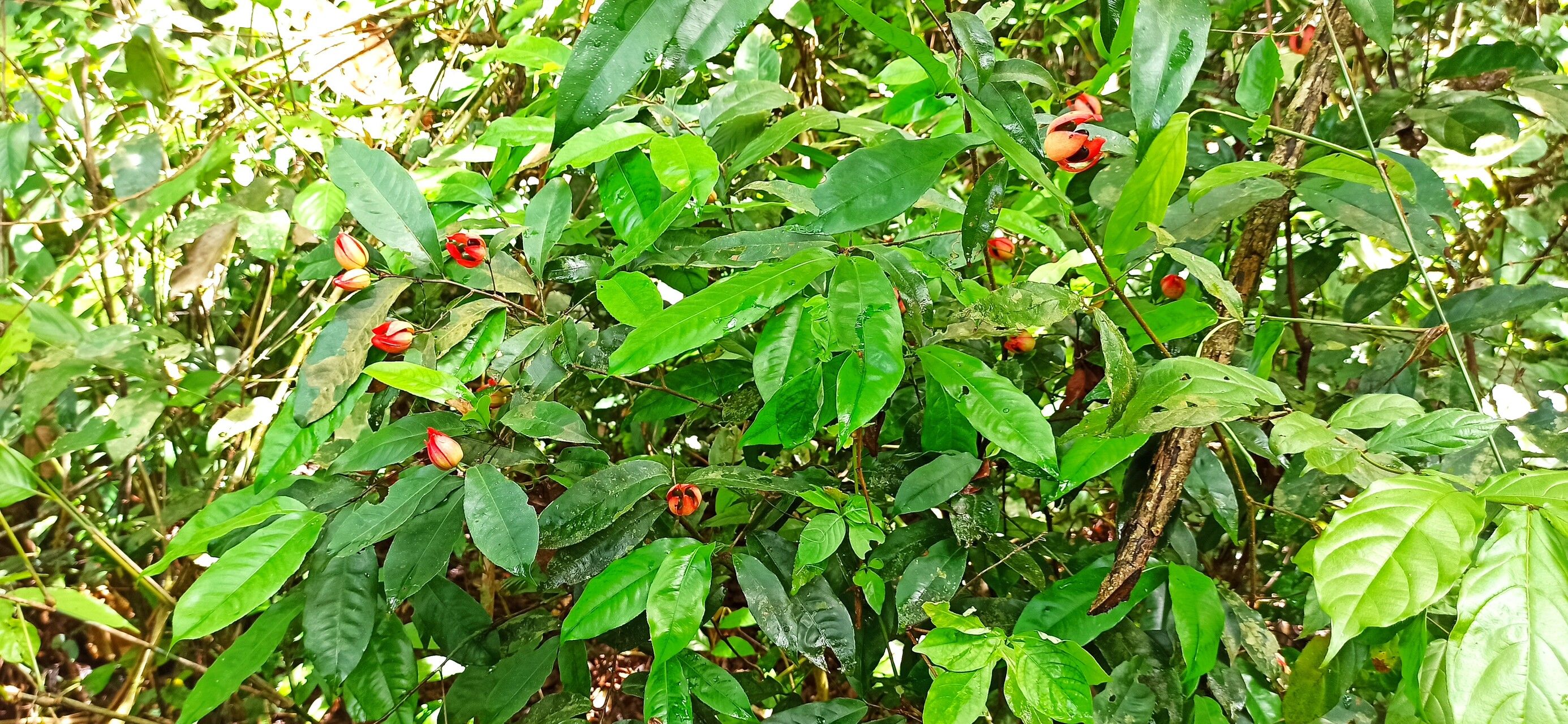 Ochna staudtii — houseplant care guide