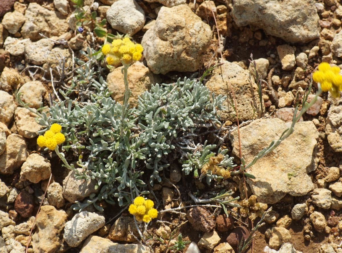 Helichrysum conglobatum habit