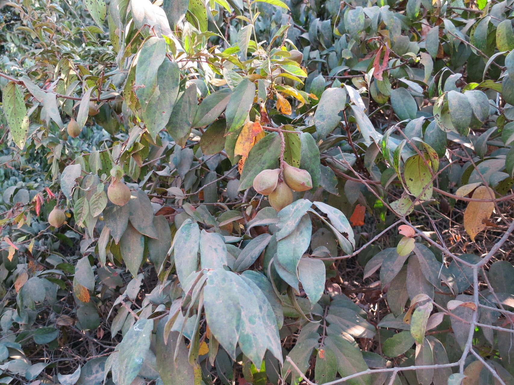 Combretum carringtonianum habit