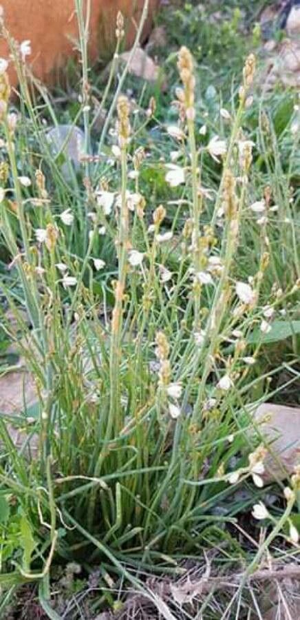 Asphodelus tenuifolius leaf