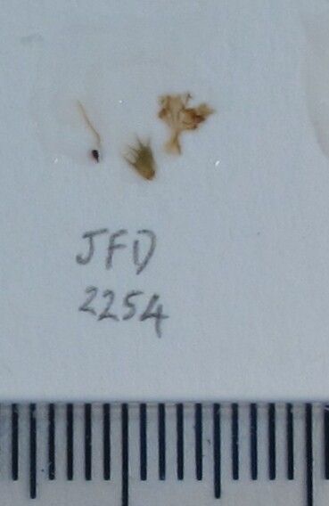 Nepeta hindostana other