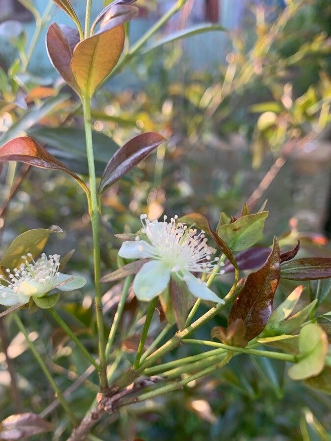 Eugenia involucrata flower