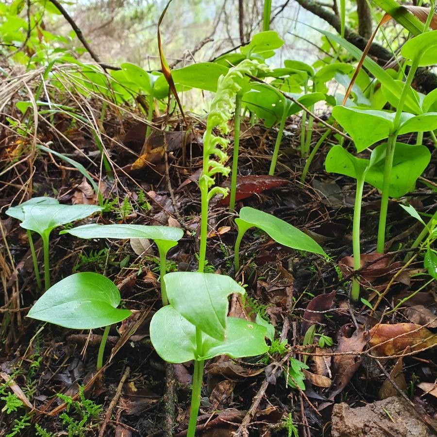 Gennaria diphylla habit
