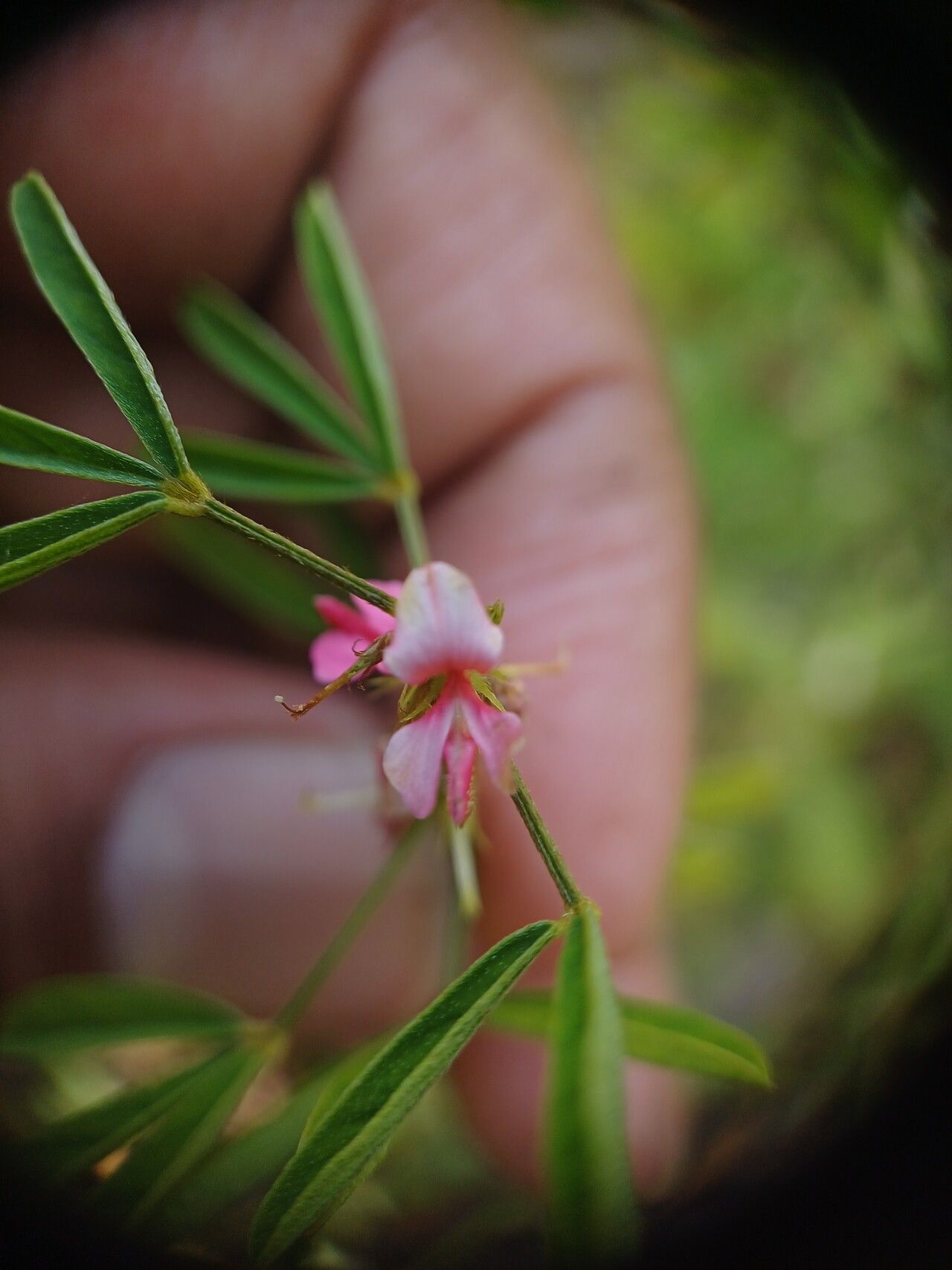 Indigofera trifoliata — houseplant care guide