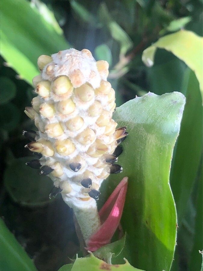 Aechmea comata fruit