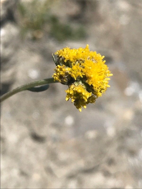 Artemisia glacialis flower