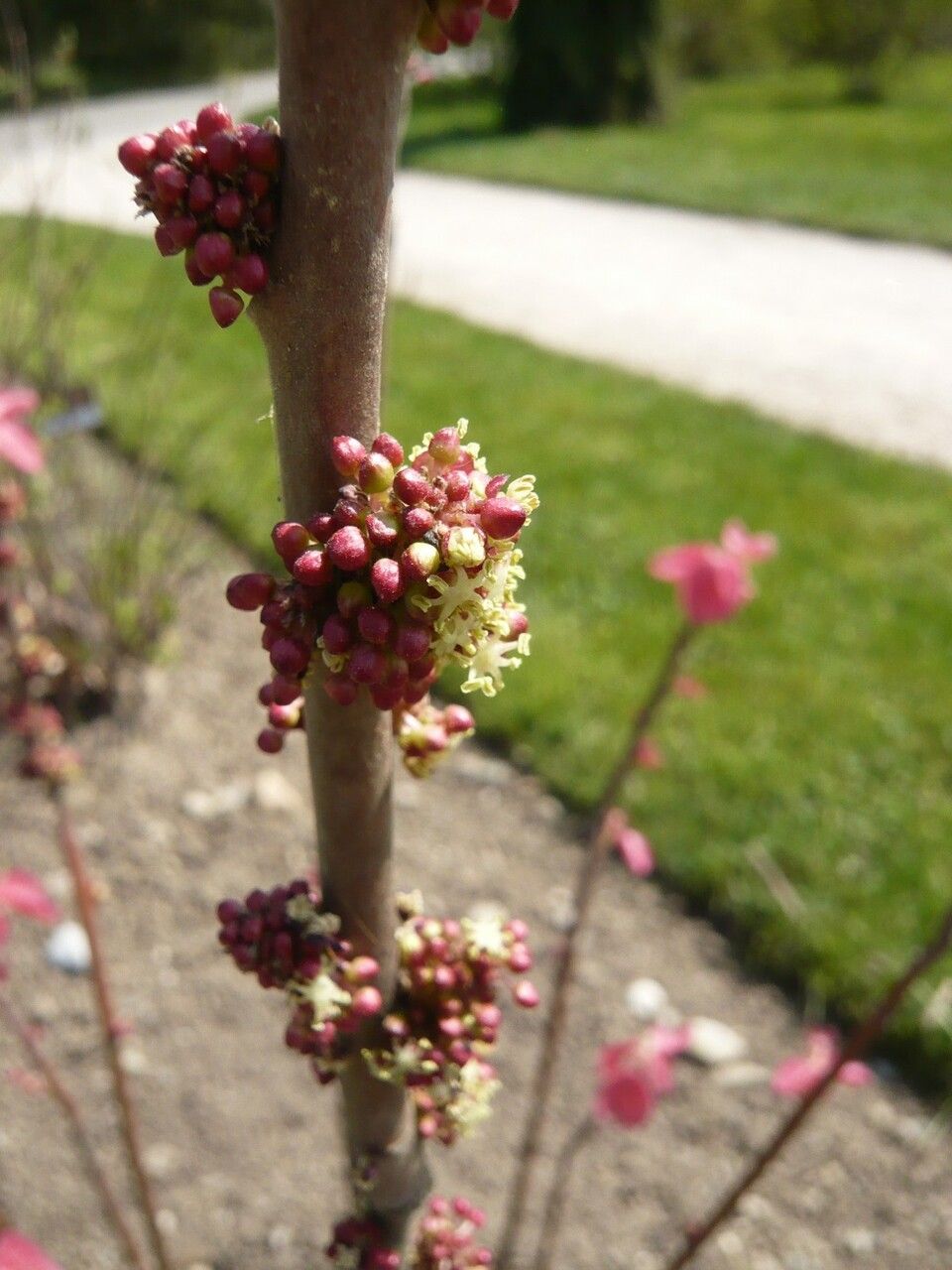 Alchornea davidii flower