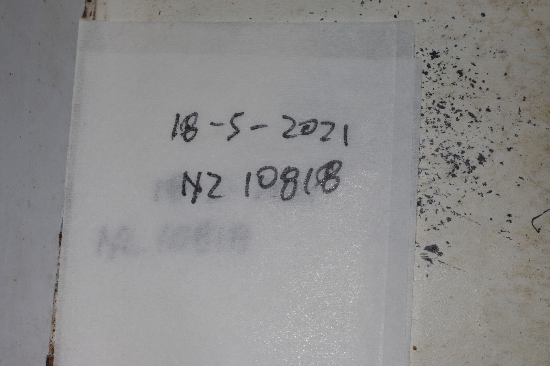 Piper trinervium other