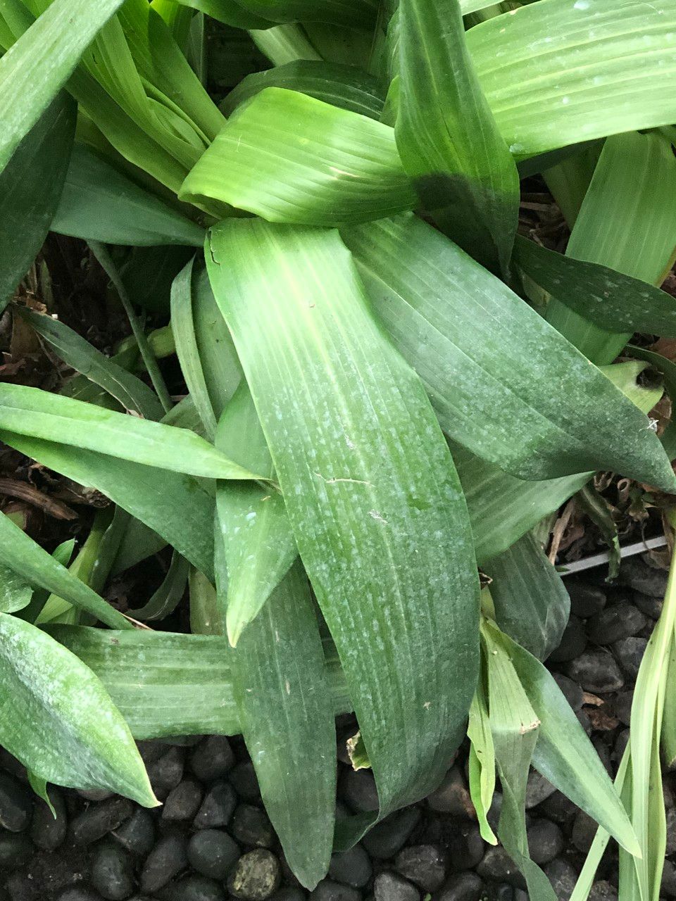 Zygopetalum maculatum leaf