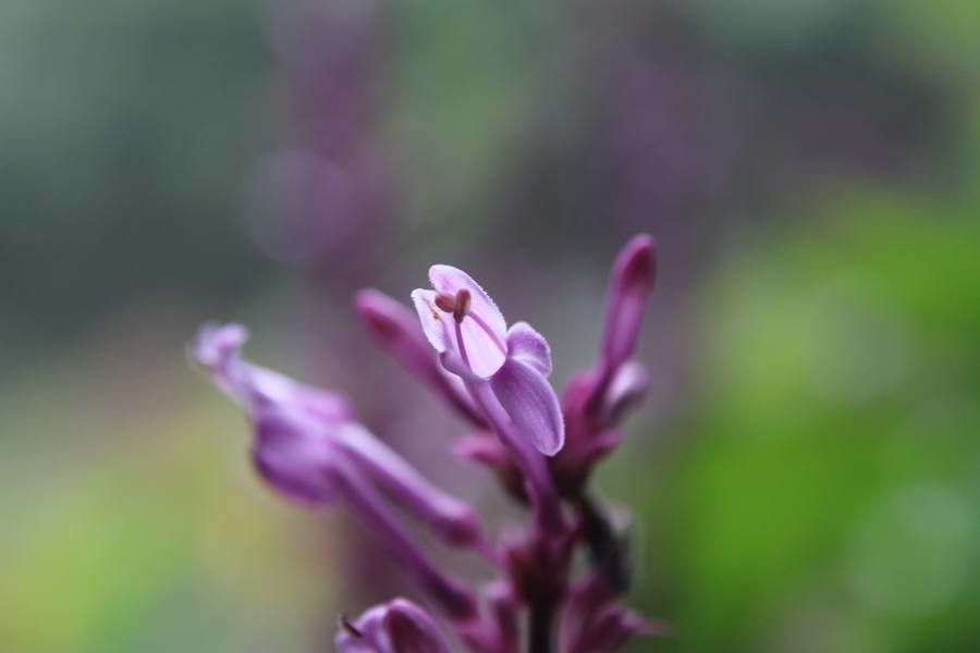 Thymus longiflorus leaf