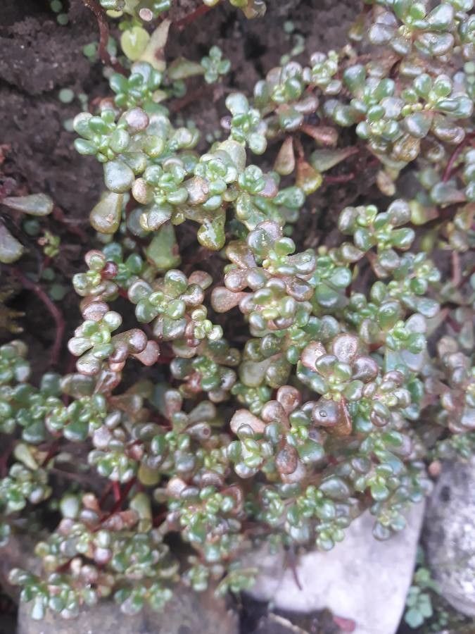 Sedum oreganum leaf