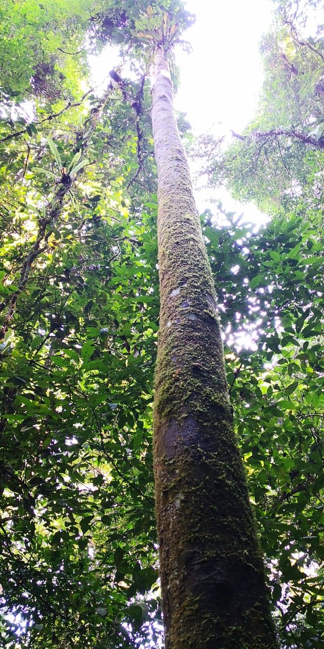 Horsfieldia kingii habit