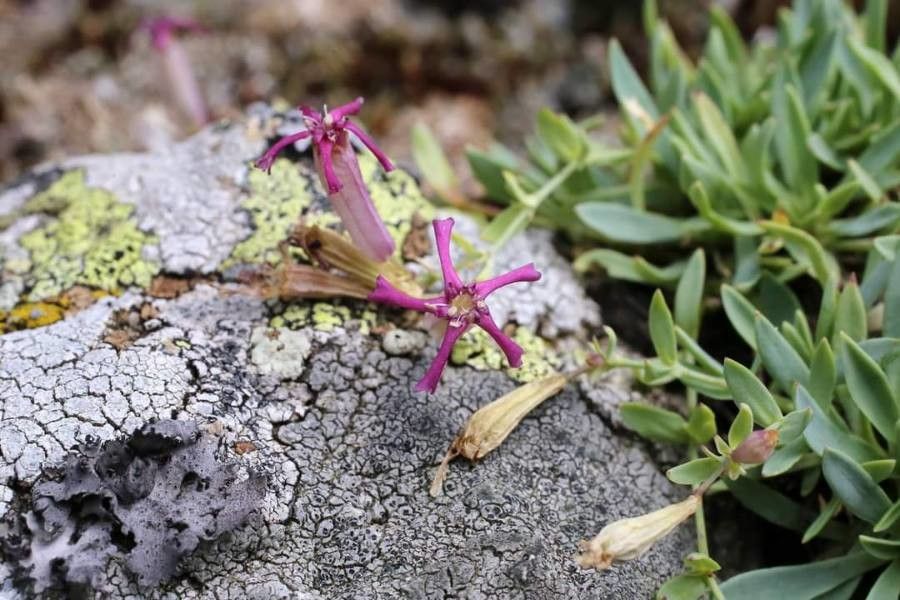 Atocion lerchenfeldianum flower