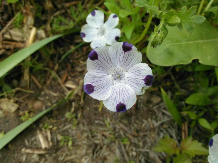 Nemophila maculata flower