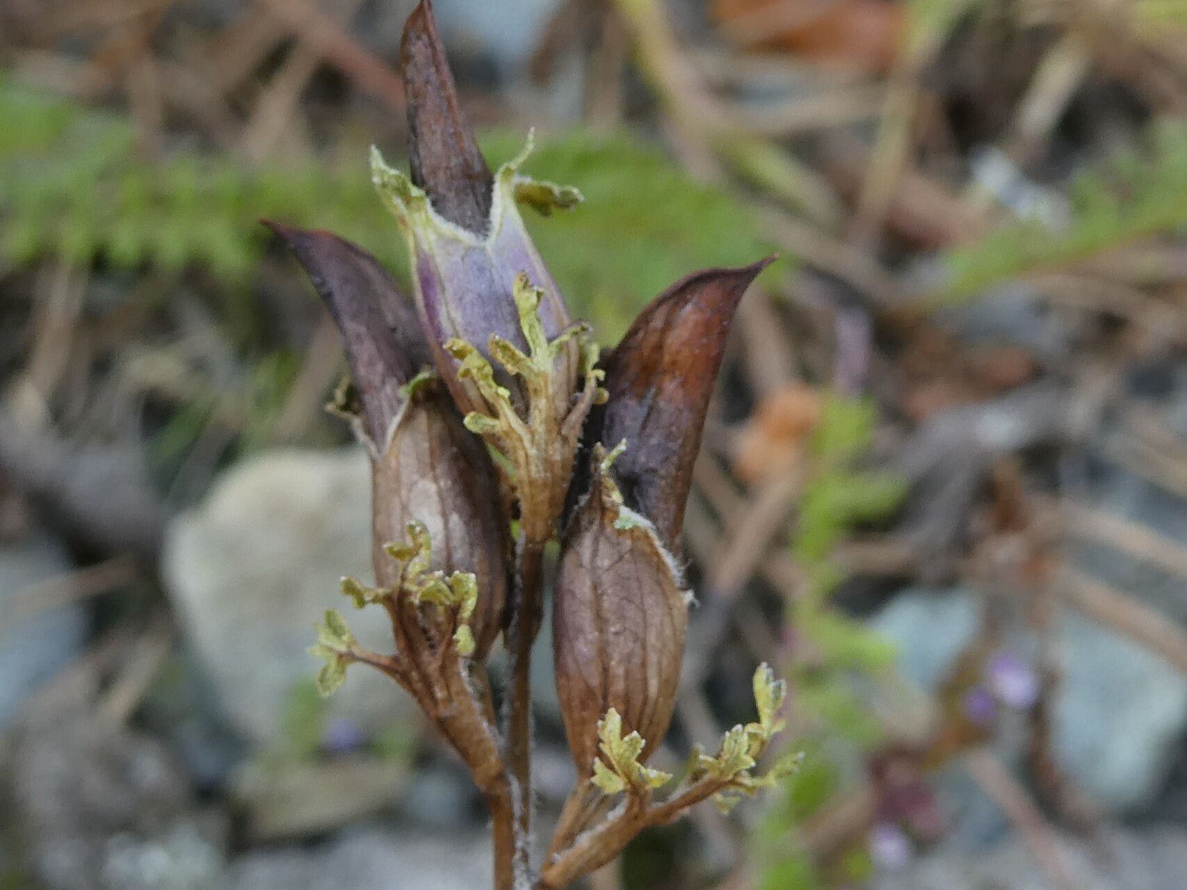Pedicularis pyrenaica fruit
