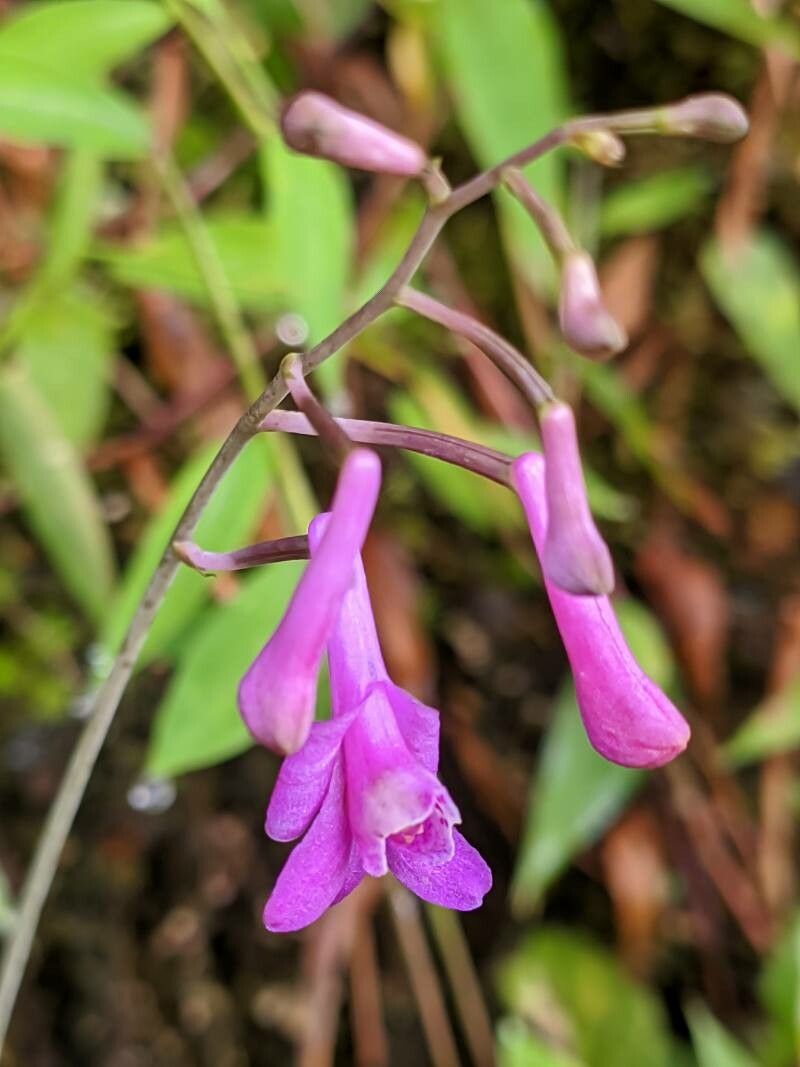 Anthogonium gracile flower
