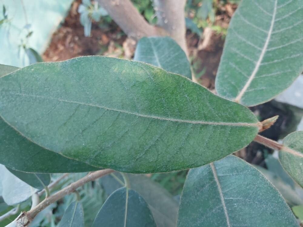 Ficus enormis leaf