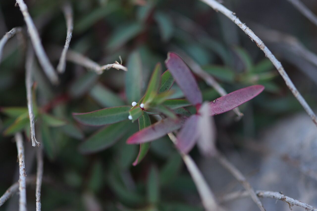 Euphorbia gayi — houseplant care guide