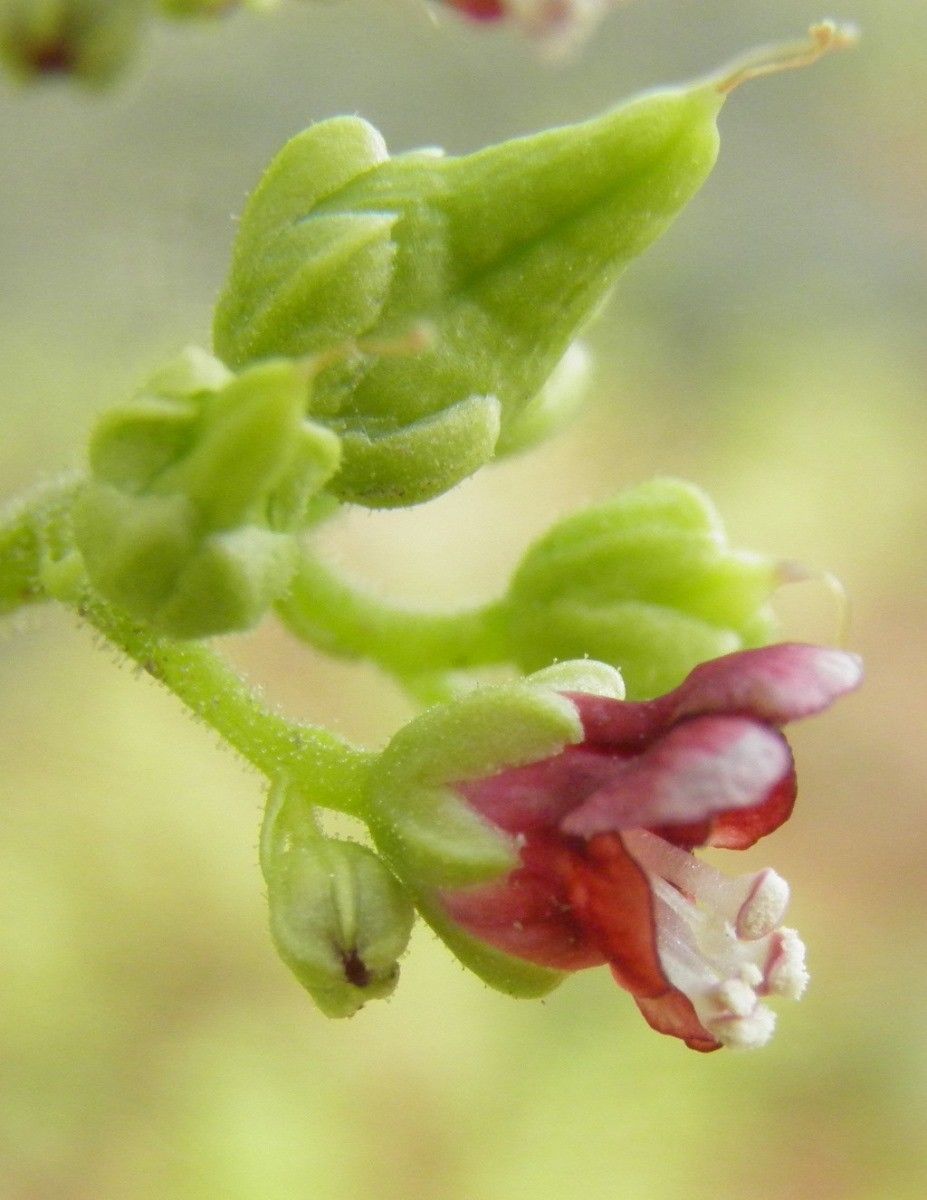 Scrophularia arguta flower