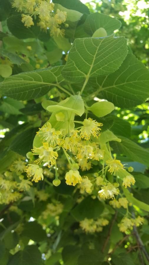Tilia dasystyla flower